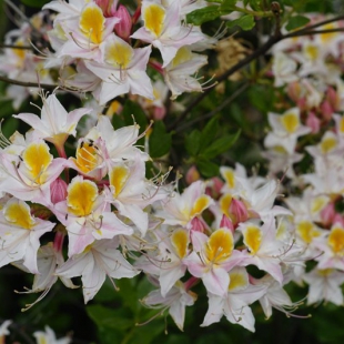 Rhododendron occidentale